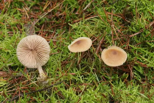 Honey Pinkgill (Entoloma cetratum), photo