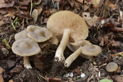 Shield Pinkgill (Entoloma clypeatum), photo