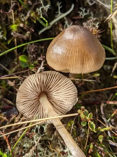 Star Pinkgill (Entoloma conferendum), photo