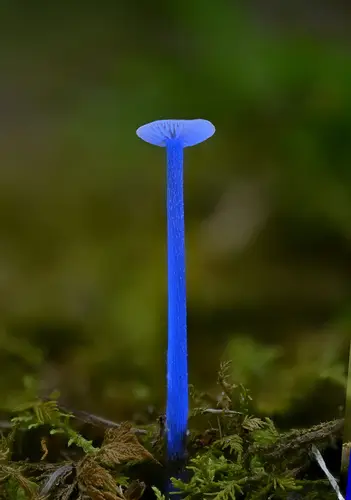 Conical Entoloma (Entoloma conicum), photo