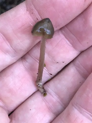 Entoloma cuspidiferum (Entoloma cuspidiferum), photo