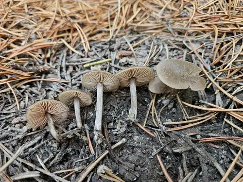 Entoloma edulis (Entoloma edulis), photo