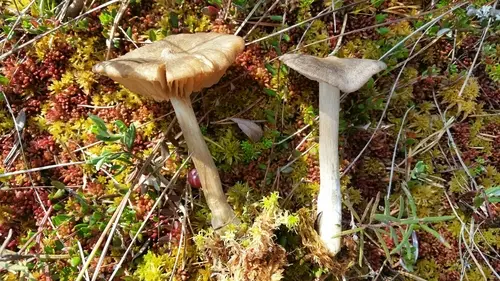 Entoloma elodes (Entoloma elodes), photo