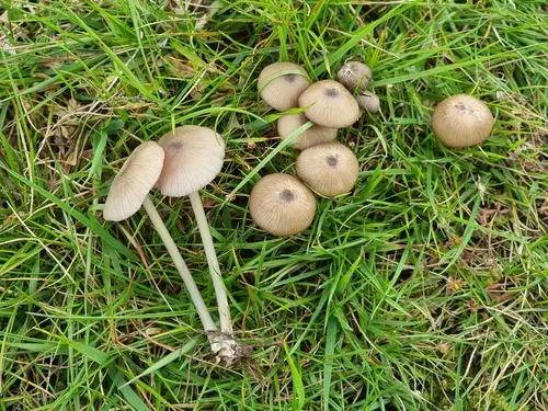 Glaucous Pinkgill (Entoloma exile), photo