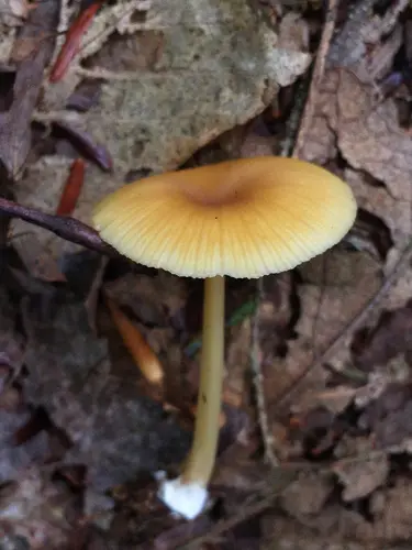 Entoloma farlowii (Entoloma farlowii), photo