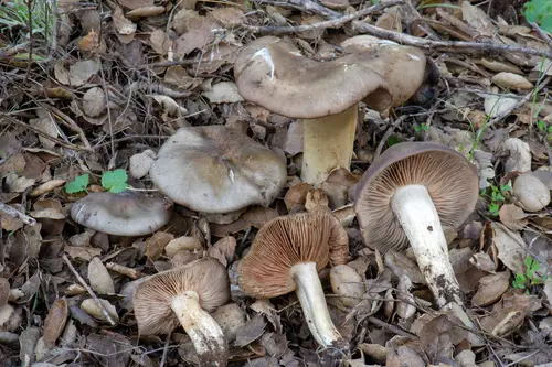 Bleachy Entoloma (Entoloma ferruginans), photo