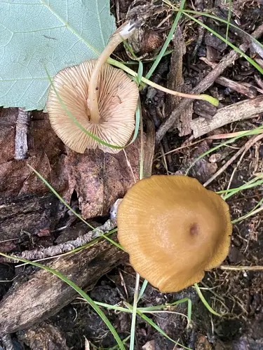 Pretty Pinkgill (Entoloma formosum), photo