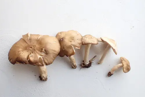 Entoloma griseum (Entoloma griseum), photo