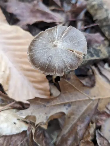 Entoloma hirtipes (Entoloma hirtipes), photo