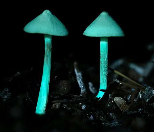 Little Cone Bell (Entoloma holoconiotum), photo