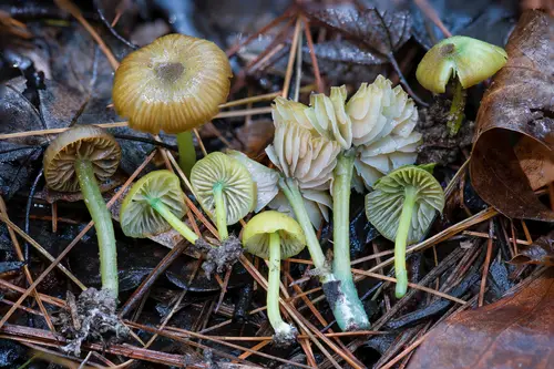 Mouse-Pee Pinkgill (Entoloma incanum), photo