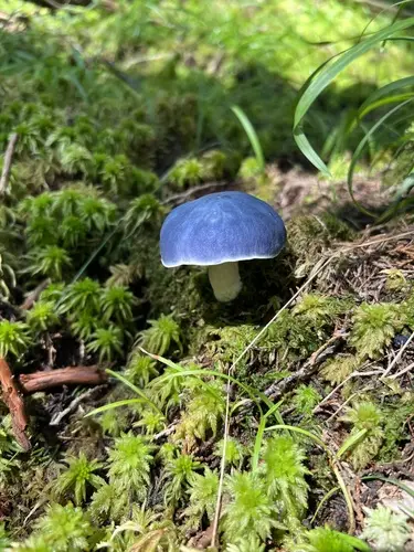 Entoloma indigoferum (Entoloma indigoferum), photo