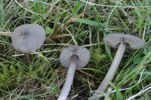 Sepia Pinkgill (Entoloma jubatum), photo