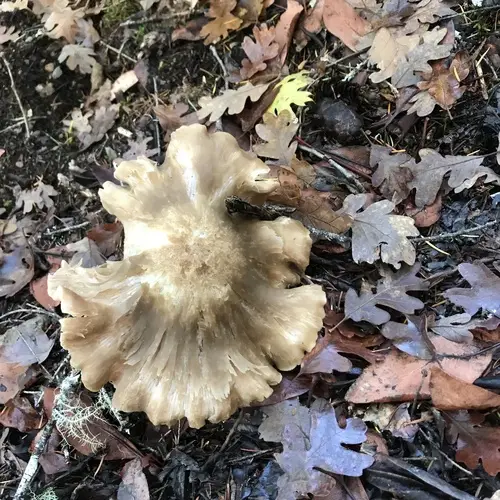 Entoloma lividoalbum (Entoloma lividoalbum), photo
