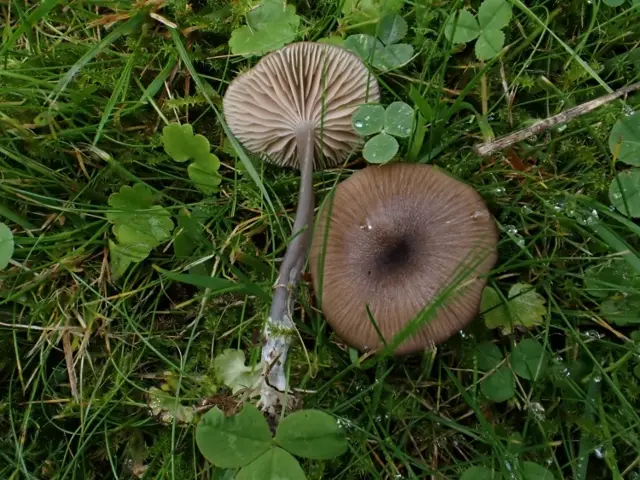 Entoloma lividocyanulum (Entoloma lividocyanulum), photo