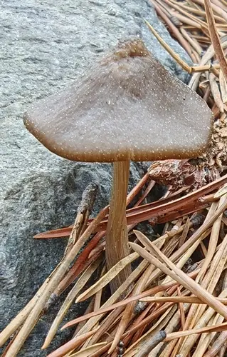Entoloma lucidum (Entoloma lucidum), photo
