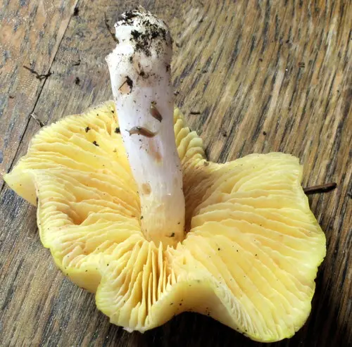 Pallid Entoloma (Entoloma luridum), photo