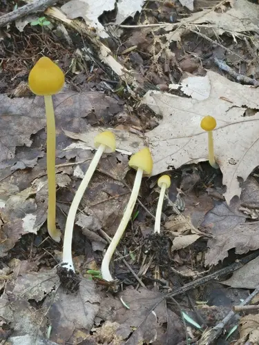 Entoloma luteum (Entoloma luteum), photo