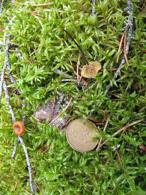 Entoloma mammosum (Entoloma mammosum), photo