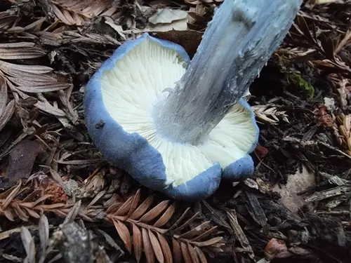 Midnight Entoloma (Entoloma medianox), photo