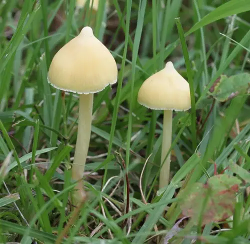 Yellow Unicorn Entoloma (Entoloma murrayi), photo