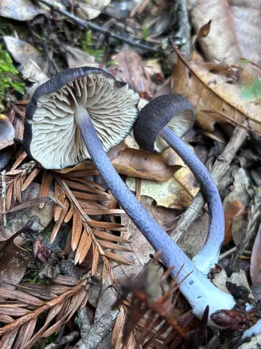 Entoloma pigmentosipes (Entoloma pigmentosipes), photo