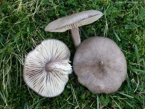 Lilac Pinkgill (Entoloma porphyrophaeum), photo