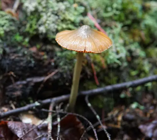 Salmon-Colored Entoloma (Entoloma quadratum), photo
