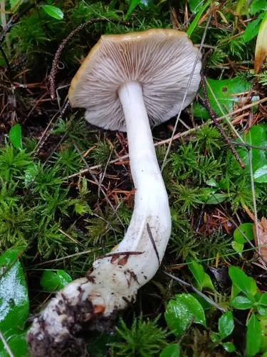 Wood Pinkgill (Entoloma rhodopolium), photo
