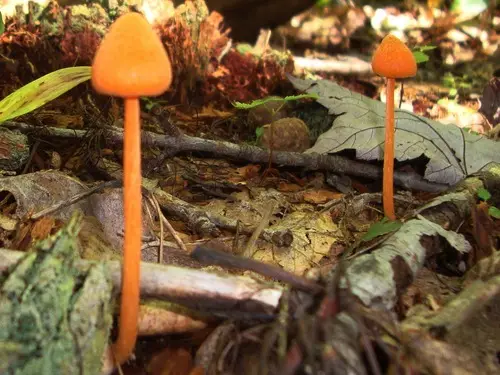 Entoloma salmoneum (Entoloma salmoneum), photo