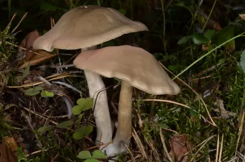 Entoloma sericatum (Entoloma sericatum), photo