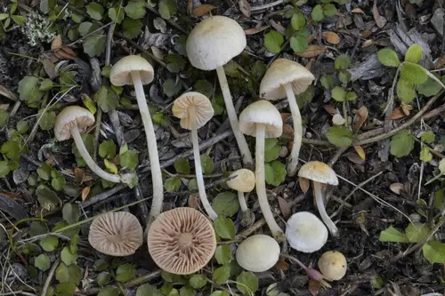 Cream Pinkgill (Entoloma sericellum), photo