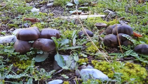 Silky Pinkgill (Entoloma sericeum), photo