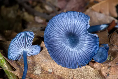 Blue Edge Pinkgill (Entoloma serrulatum), photo