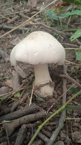Livid Pinkgill (Entoloma sinuatum), photo