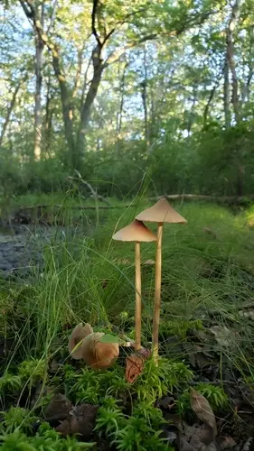 Narrow Entoloma (Entoloma strictius), photo
