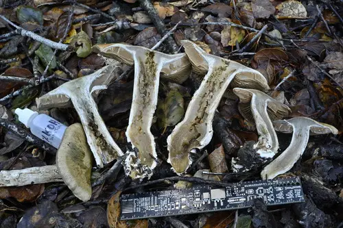 Entoloma subsaundersii (Entoloma subsaundersii), photo