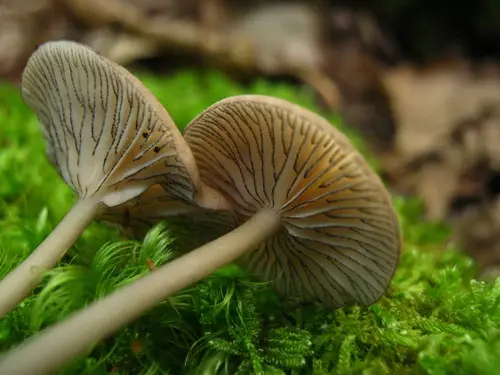 Subserrulated Leptonia (Entoloma subserrulatum), photo
