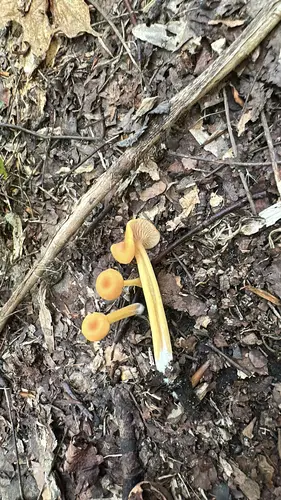 Entoloma unicolor (Entoloma unicolor), photo