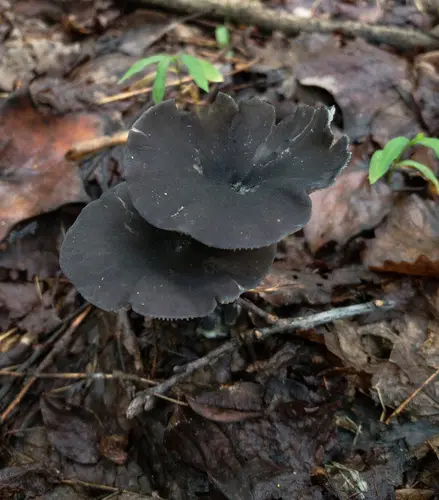 Entoloma velutinum (Entoloma velutinum), photo