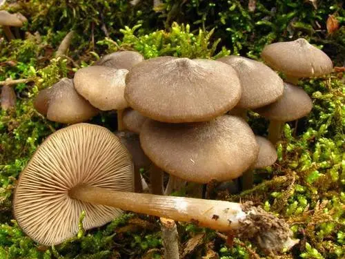 Entoloma vernum (Entoloma vernum), photo