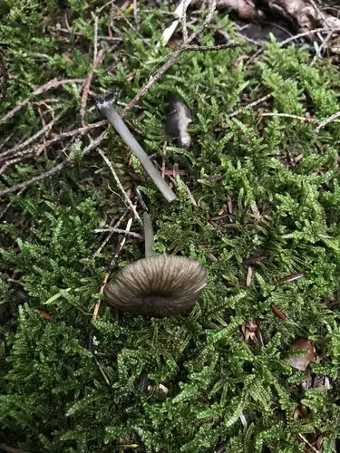 Entoloma watsonii (Entoloma watsonii), photo