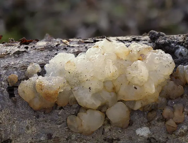 Exidia cartilaginea (Exidia cartilaginea), photo