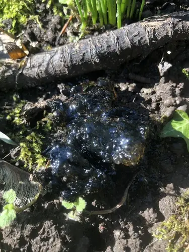 Black Witch's Butter (Exidia glandulosa), photo