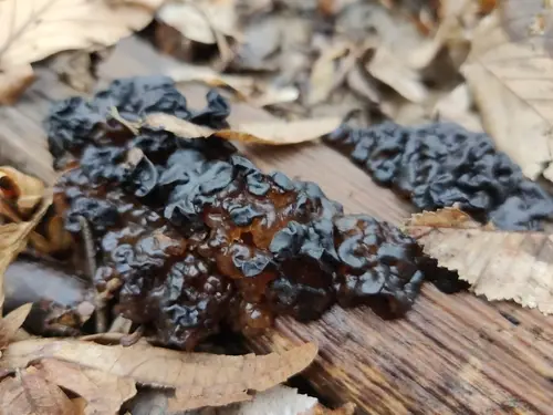 Warlock's Butter (Exidia nigricans), photo