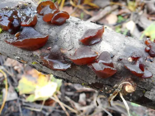 Amber Jelly (Exidia recisa), photo