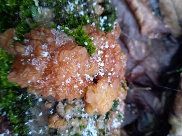 Birch Jelly (Exidia repanda), photo