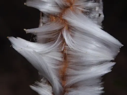 Hair Ice Crust (Exidiopsis effusa), photo