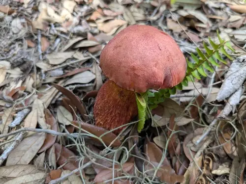 Exsudoporus floridanus (Exsudoporus floridanus), photo