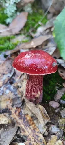 Apple Bolete (Exsudoporus frostii), photo